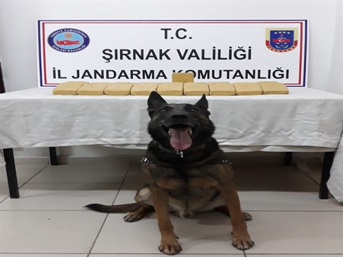 Jandarma Köpek Timleri